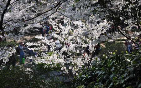 太子湾公园樱花图片