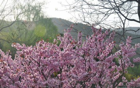 三月的桃花图片
