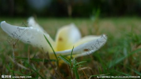 草露鸡蛋花图片