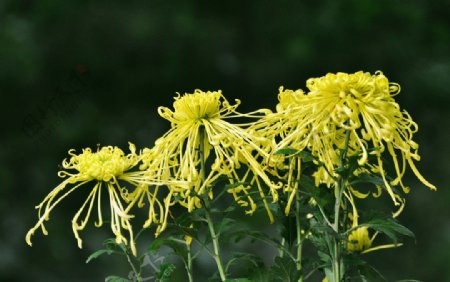黄丝菊花图片