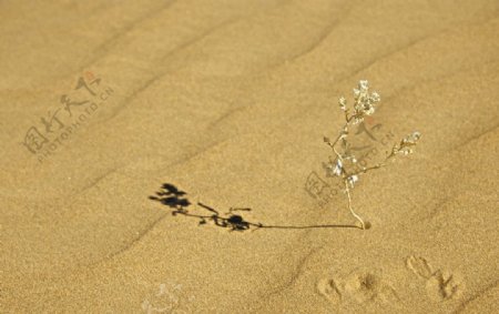 沙漠里的一株枯草图片