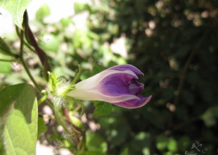 喇叭花牵牛花图片