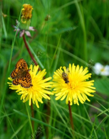 蒲公英花上的蝴蝶和蜜蜂图片