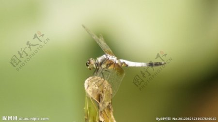 荷塘蜻蜓图片