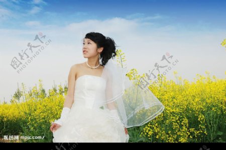 林美女摄影婚纱素材油麦花图片