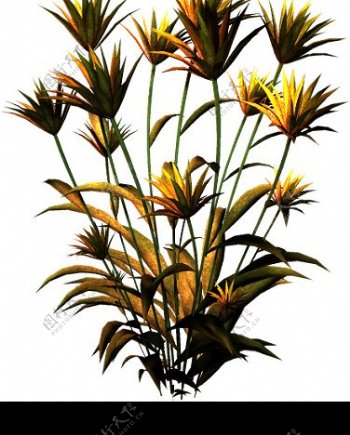 纪蕨类植物1图片