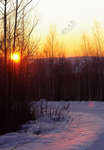 白桦林的落日图片