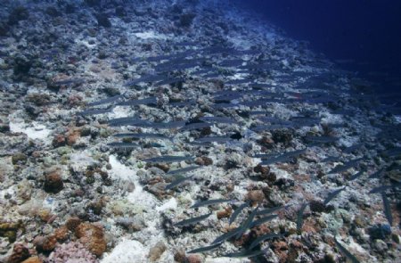 海底魚群图片