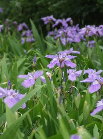 紫色花朵图片