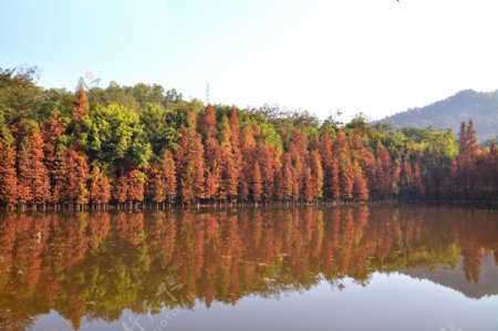 番禺大夫山森林公园红叶树图片