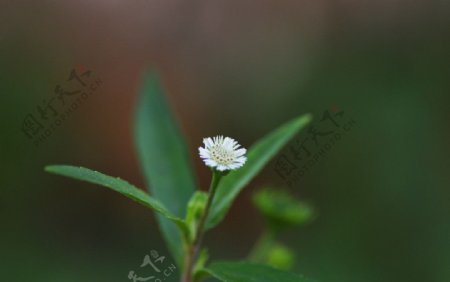 小花儿图片