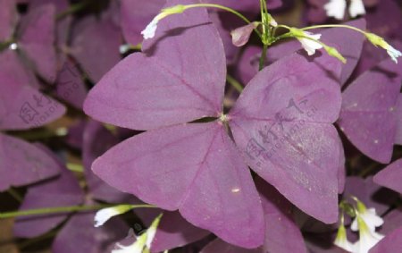 三角紫叶酢浆草图片