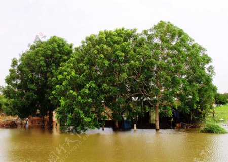 尼罗河畔洪水图片