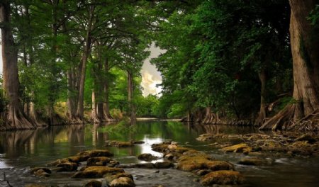 原始森林平静河道图片