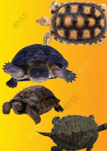 乌龟图片