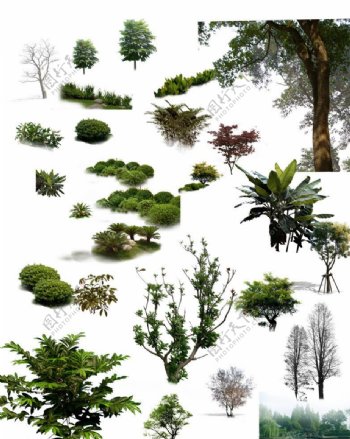 植物树木图片