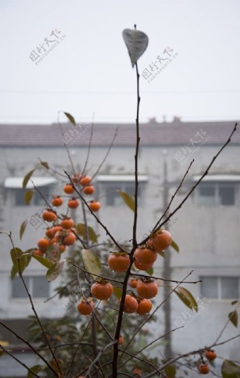 柿子柿子树雨天图片