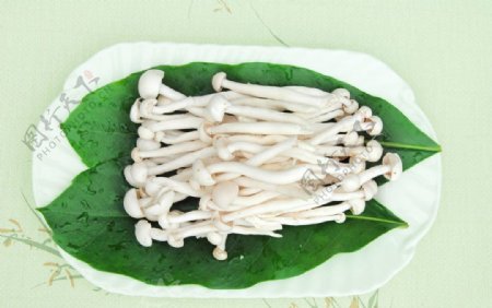 海鲜菇图片