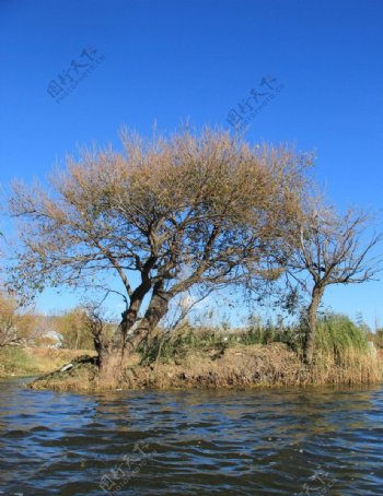 湖边小树图片