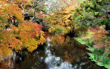 秋天枫叶风景图片