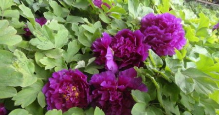 紫牡丹图片