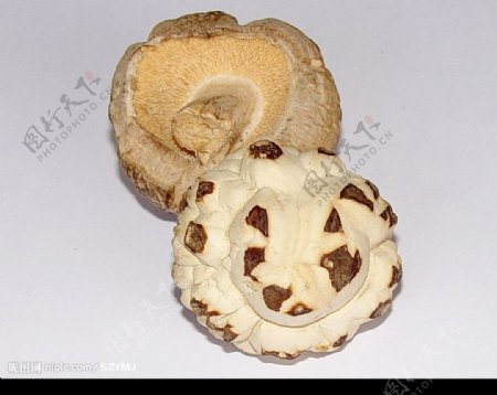 天白花菇图片