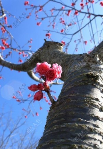 樱花树干上一朵樱花图片