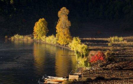 泸沽湖唯美的尼赛情人树图片