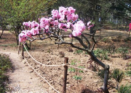 桃花树图片