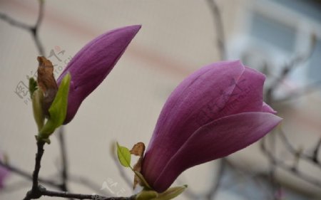 紫玉兰花蕾图片