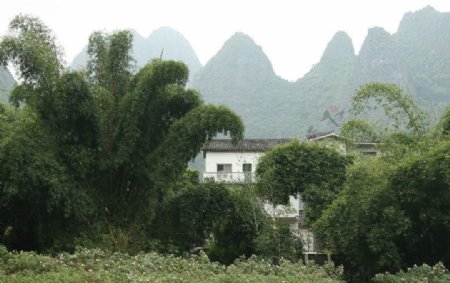 桂林风景凤尾竹图片