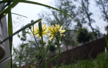 苦菜花图片