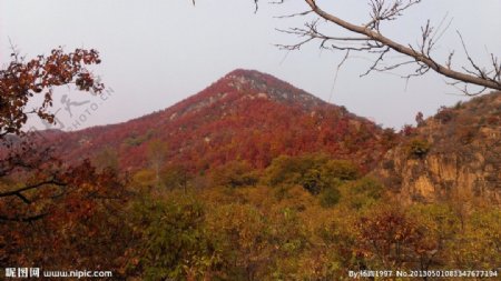 红花满山图片