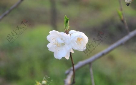 梨花树枝图片
