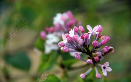 丁香花图片