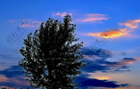 彩云和树图片