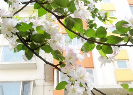 白色海棠花图片