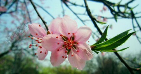 桃花图片