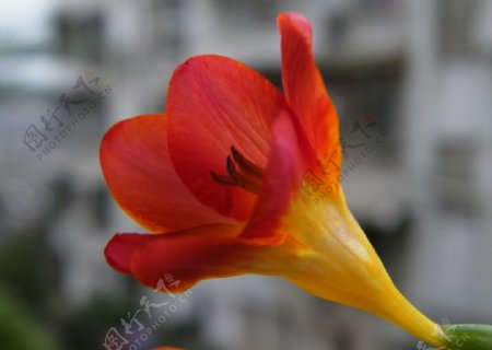 兰花花朵特写图片