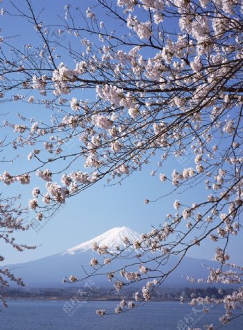 富士山樱花篇图片