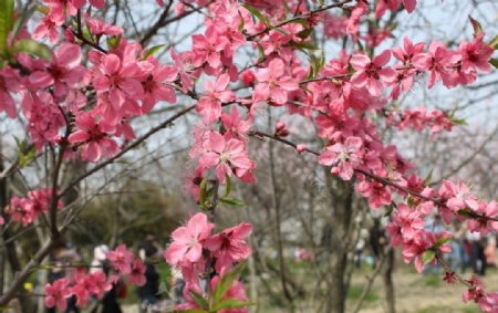 桃花图片