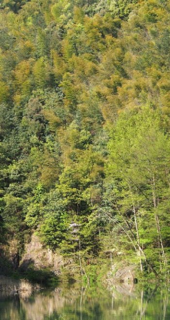 山水绿树图片