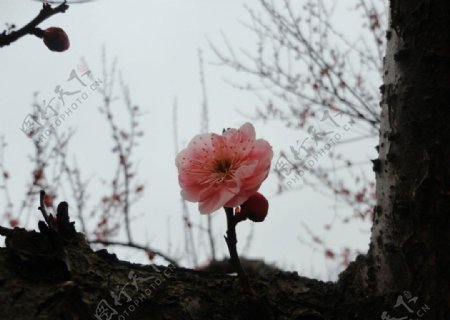 树上梅花图片