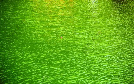水波绿水图片