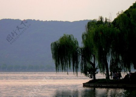 西湖杨柳图片