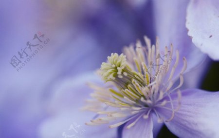 威灵仙花瓣花朵图片