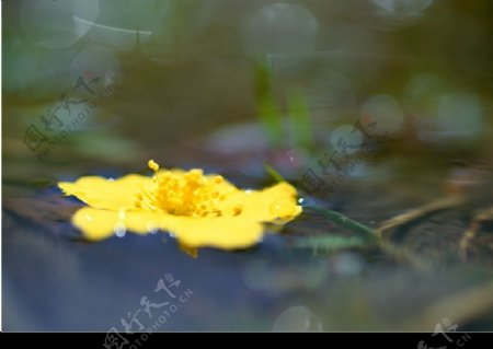 水中花朵图片