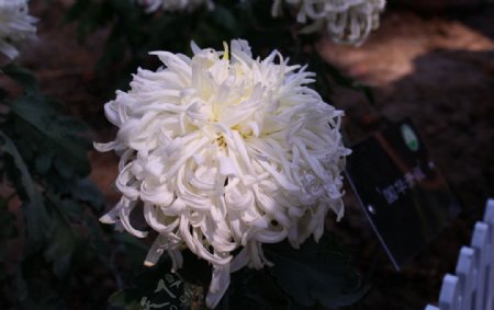 白菊菊花植物园图片