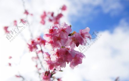 台湾阿里山樱花图片
