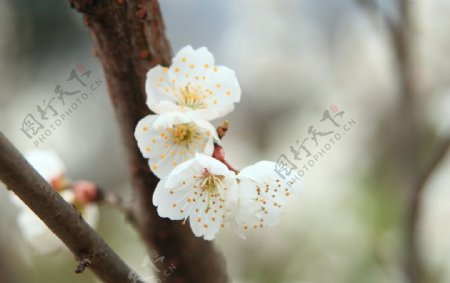 樱桃花图片